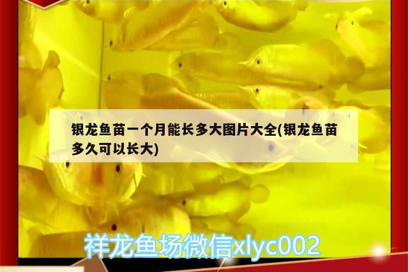 銀龍魚苗一個(gè)月能長(zhǎng)多大圖片大全(銀龍魚苗多久可以長(zhǎng)大)