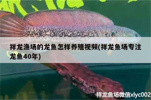 祥龍漁場的龍魚怎樣養(yǎng)殖視頻(祥龍魚場專注龍魚40年)