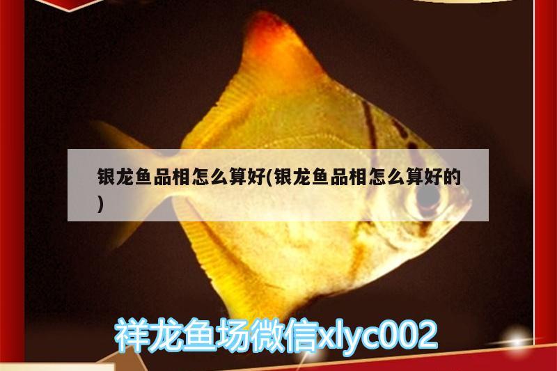 銀龍魚(yú)品相怎么算好(銀龍魚(yú)品相怎么算好的)