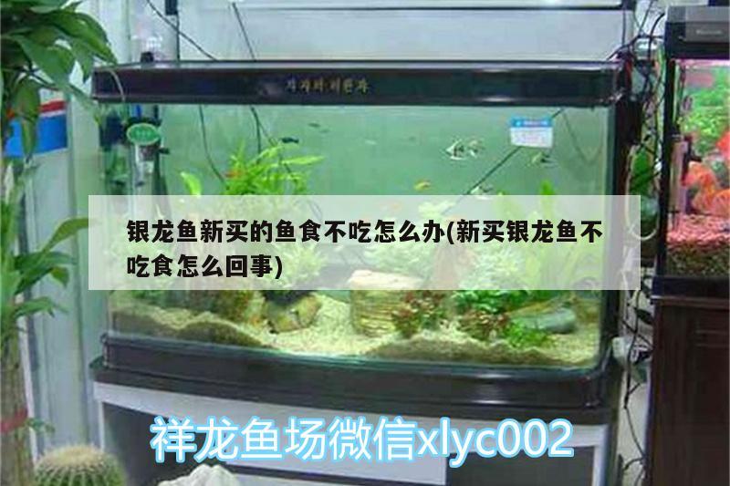 銀龍魚新買的魚食不吃怎么辦(新買銀龍魚不吃食怎么回事) 銀龍魚 第2張