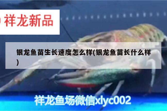 銀龍魚苗生長速度怎么樣(銀龍魚苗長什么樣) 銀龍魚百科