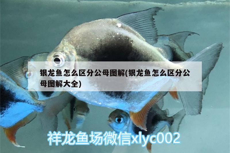 銀龍魚(yú)怎么區(qū)分公母圖解(銀龍魚(yú)怎么區(qū)分公母圖解大全) 銀龍魚(yú)百科