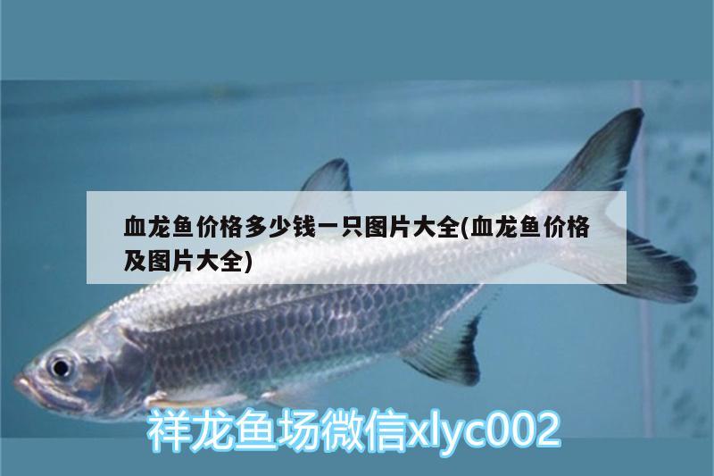 血龍魚價(jià)格多少錢一只圖片大全(血龍魚價(jià)格及圖片大全) 暹羅巨鯉 第1張