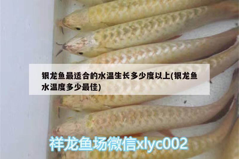 銀龍魚最適合的水溫生長多少度以上(銀龍魚水溫度多少最佳)