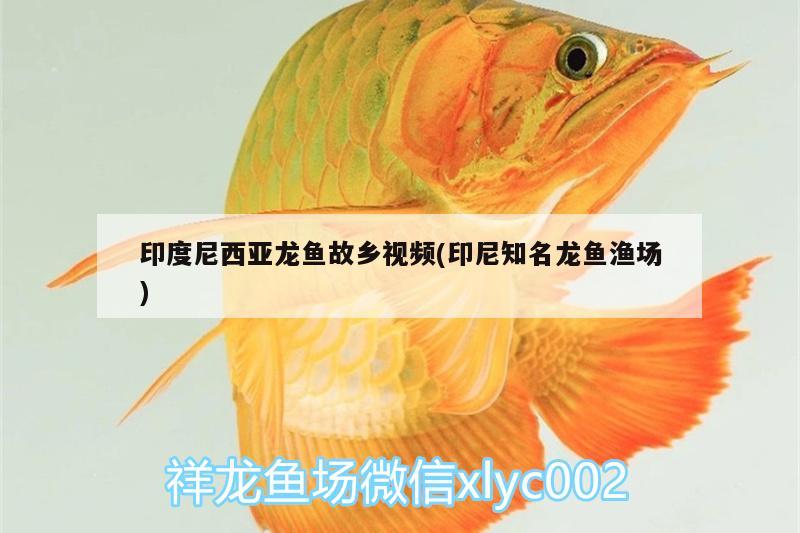 印度尼西亞龍魚故鄉(xiāng)視頻(印尼知名龍魚漁場) 印尼四紋虎