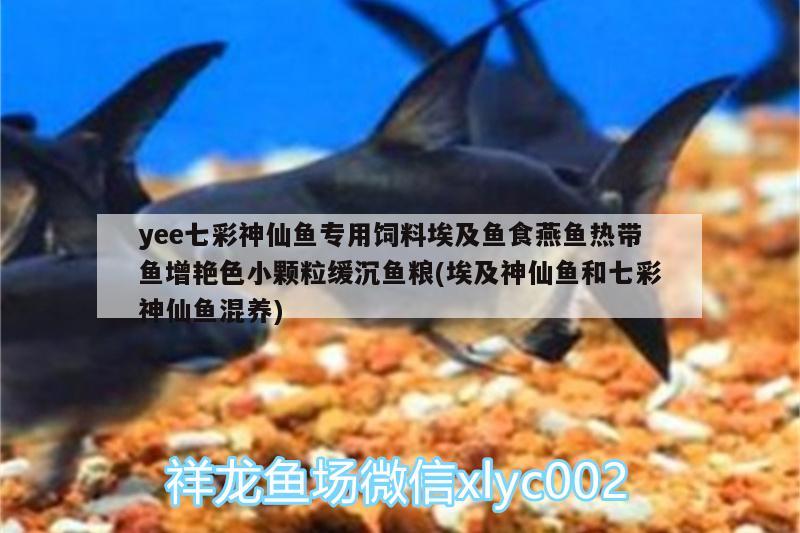 yee七彩神仙魚(yú)專(zhuān)用飼料埃及魚(yú)食燕魚(yú)熱帶魚(yú)增艷色小顆粒緩沉魚(yú)糧(埃及神仙魚(yú)和七彩神仙魚(yú)混養(yǎng)) yee