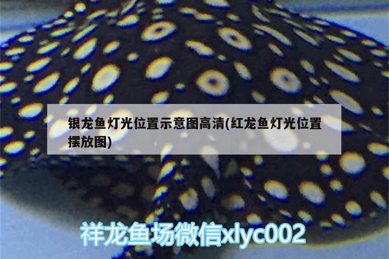 銀龍魚燈光位置示意圖高清(紅龍魚燈光位置擺放圖)