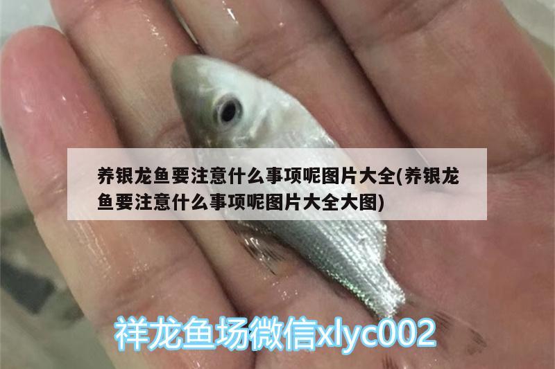 養(yǎng)銀龍魚要注意什么事項呢圖片大全(養(yǎng)銀龍魚要注意什么事項呢圖片大全大圖) 銀龍魚百科