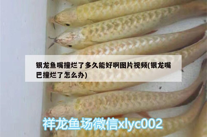 銀龍魚嘴撞爛了多久能好啊圖片視頻(銀龍嘴巴撞爛了怎么辦)