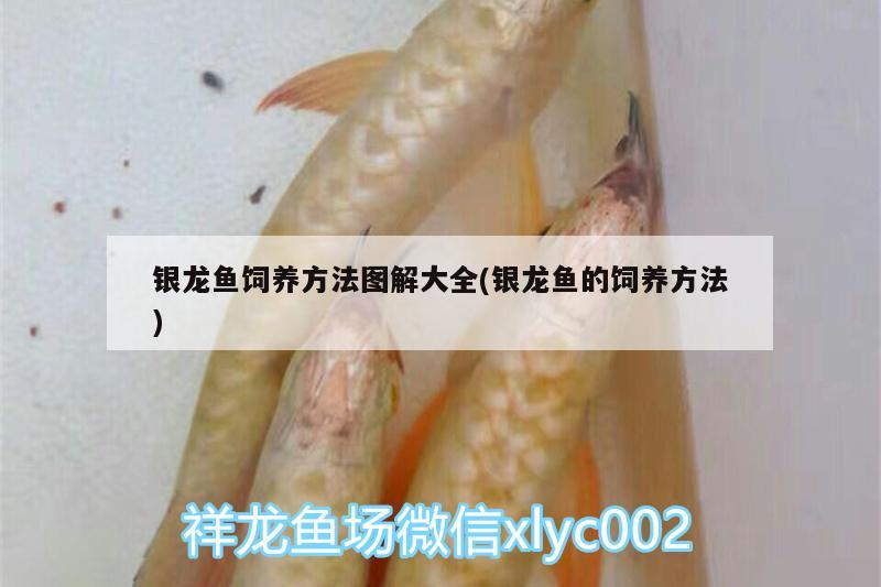 銀龍魚飼養(yǎng)方法圖解大全(銀龍魚的飼養(yǎng)方法)