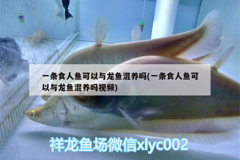 一條食人魚可以與龍魚混養(yǎng)嗎(一條食人魚可以與龍魚混養(yǎng)嗎視頻) 食人魚（水虎）