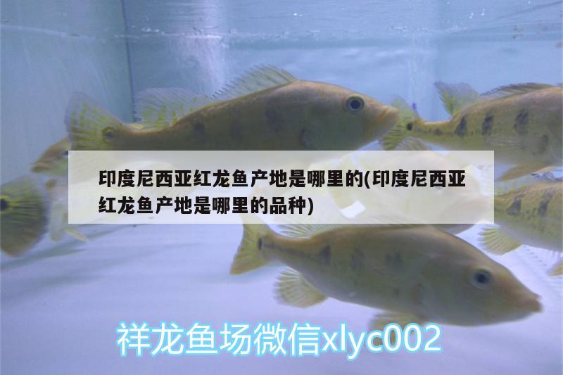 印度尼西亞紅龍魚產(chǎn)地是哪里的(印度尼西亞紅龍魚產(chǎn)地是哪里的品種) 祥龍水族護(hù)理水