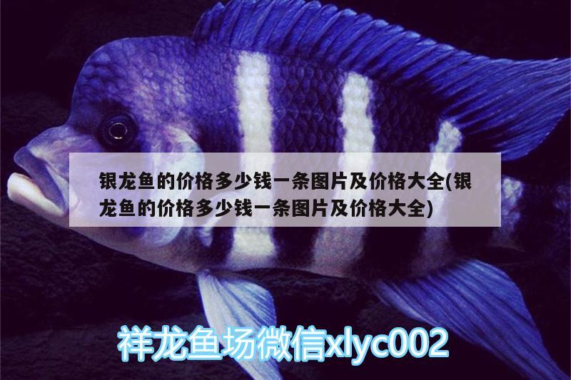 銀龍魚的價格多少錢一條圖片及價格大全(銀龍魚的價格多少錢一條圖片及價格大全) 銀龍魚