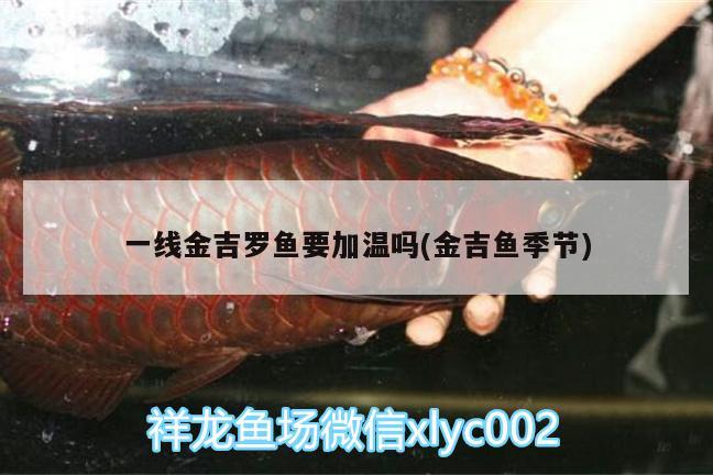 一線金吉羅魚要加溫嗎(金吉魚季節(jié)) 球鯊魚