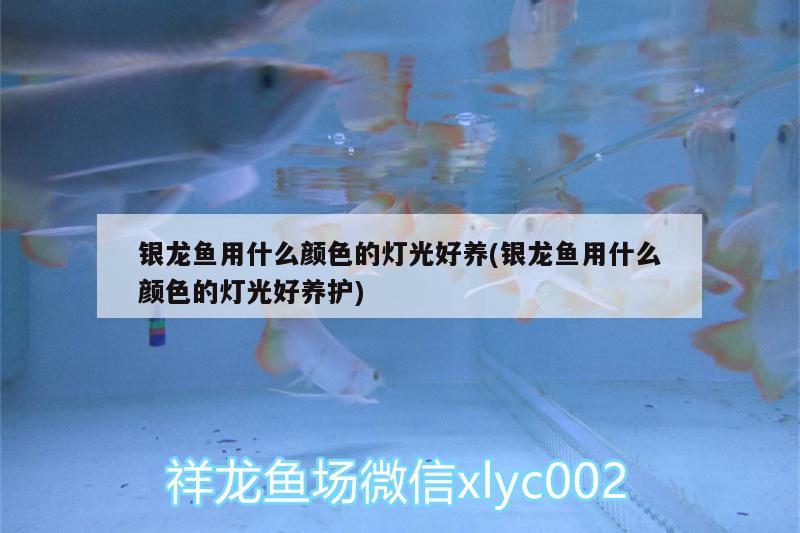 銀龍魚用什么顏色的燈光好養(yǎng)(銀龍魚用什么顏色的燈光好養(yǎng)護(hù))