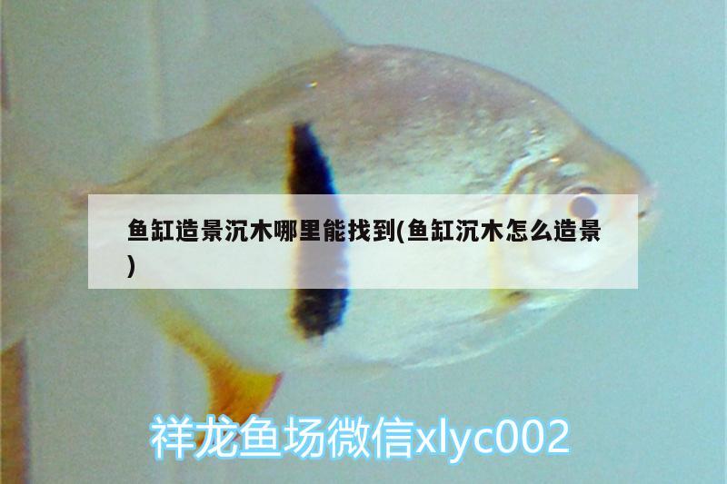 魚缸造景沉木哪里能找到(魚缸沉木怎么造景) 其他益生菌