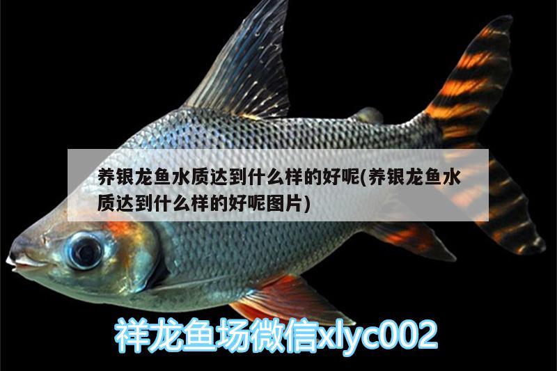 養(yǎng)銀龍魚水質(zhì)達到什么樣的好呢(養(yǎng)銀龍魚水質(zhì)達到什么樣的好呢圖片) 銀龍魚百科