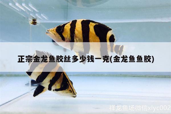 正宗金龍魚膠絲多少錢一克(金龍魚魚膠) 古典過背金龍魚