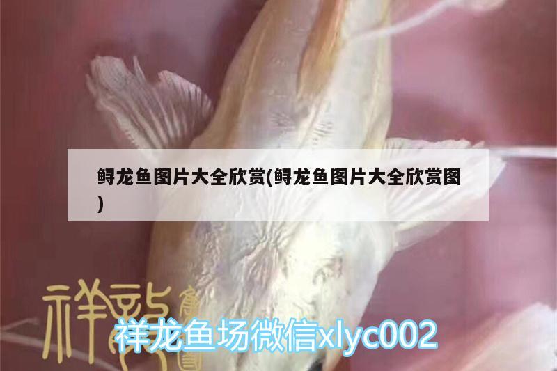 鱘龍魚圖片大全欣賞(鱘龍魚圖片大全欣賞圖)