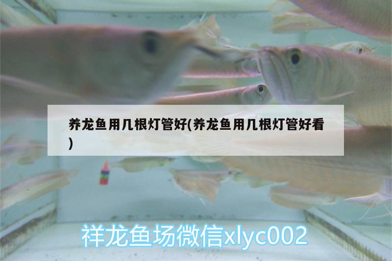 養(yǎng)龍魚用幾根燈管好(養(yǎng)龍魚用幾根燈管好看)