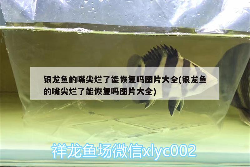 銀龍魚的嘴尖爛了能恢復(fù)嗎圖片大全(銀龍魚的嘴尖爛了能恢復(fù)嗎圖片大全) 銀龍魚