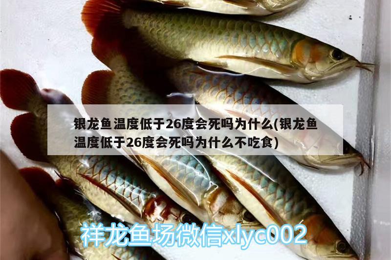 銀龍魚(yú)溫度低于26度會(huì)死嗎為什么(銀龍魚(yú)溫度低于26度會(huì)死嗎為什么不吃食)