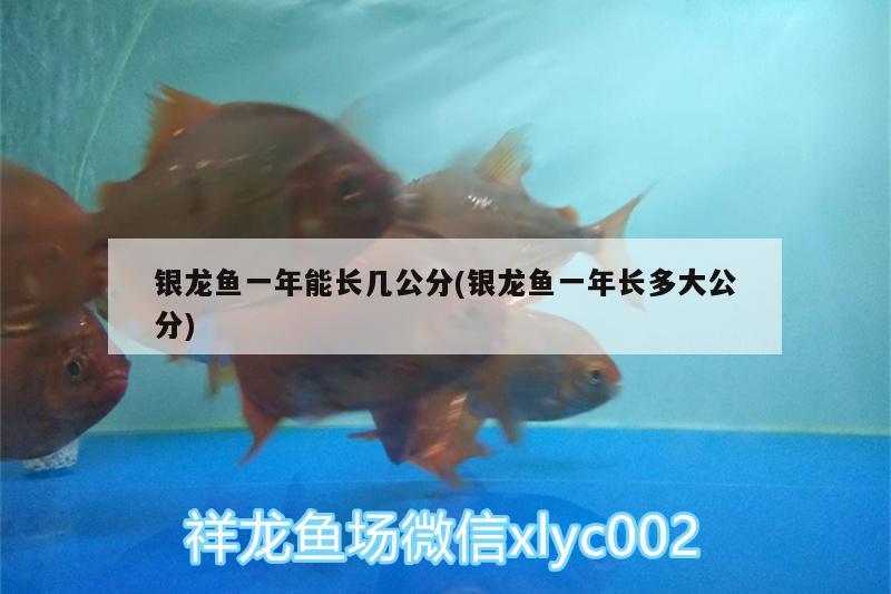 銀龍魚一年能長幾公分(銀龍魚一年長多大公分) 銀龍魚