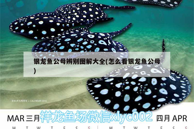 銀龍魚公母辨別圖解大全(怎么看銀龍魚公母) 銀龍魚