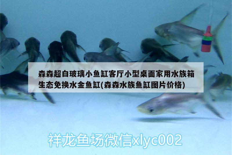 森森超白玻璃小魚缸客廳小型桌面家用水族箱生態(tài)免換水金魚缸(森森水族魚缸圖片價格)