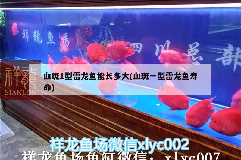 血斑1型雷龍魚能長(zhǎng)多大(血斑一型雷龍魚壽命)