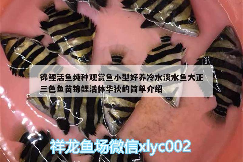 錦鯉活魚純種觀賞魚小型好養(yǎng)冷水淡水魚大正三色魚苗錦鯉活體華狄的簡單介紹 廣州水族器材濾材批發(fā)市場