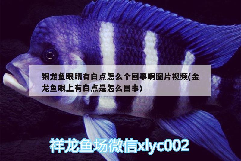 銀龍魚眼睛有白點怎么個回事啊圖片視頻(金龍魚眼上有白點是怎么回事) 銀龍魚