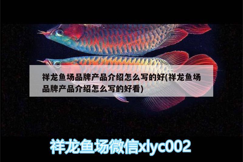 祥龍魚(yú)場(chǎng)品牌產(chǎn)品介紹怎么寫(xiě)的好(祥龍魚(yú)場(chǎng)品牌產(chǎn)品介紹怎么寫(xiě)的好看)