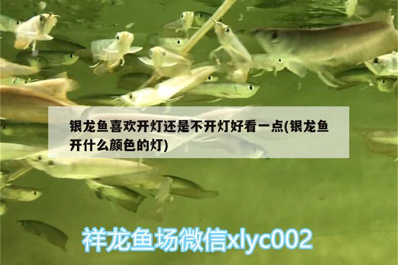 銀龍魚喜歡開燈還是不開燈好看一點(diǎn)(銀龍魚開什么顏色的燈)