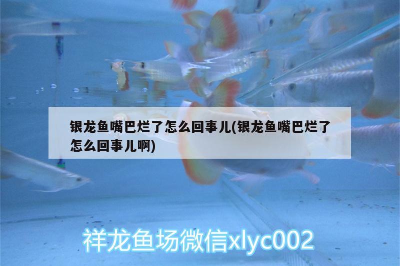 銀龍魚嘴巴爛了怎么回事兒(銀龍魚嘴巴爛了怎么回事兒啊)