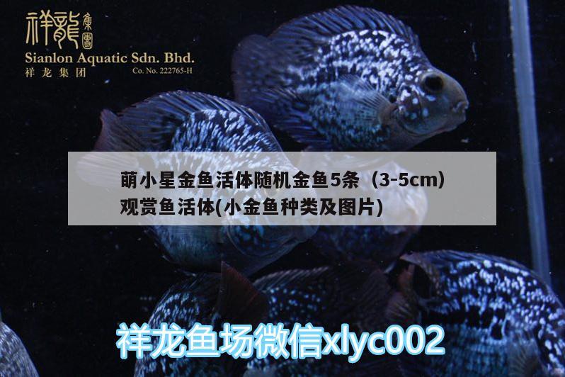 萌小星金魚活體隨機(jī)金魚5條（3-5cm）觀賞魚活體(小金魚種類及圖片) 廣州水族器材濾材批發(fā)市場