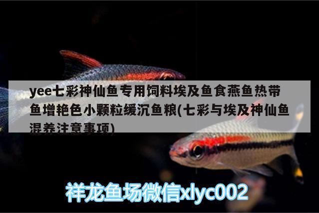 yee七彩神仙魚專用飼料埃及魚食燕魚熱帶魚增艷色小顆粒緩沉魚糧(七彩與埃及神仙魚混養(yǎng)注意事項(xiàng)) yee