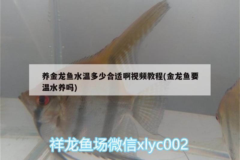 養(yǎng)金龍魚水溫多少合適啊視頻教程(金龍魚要溫水養(yǎng)嗎) 戰(zhàn)車紅龍魚