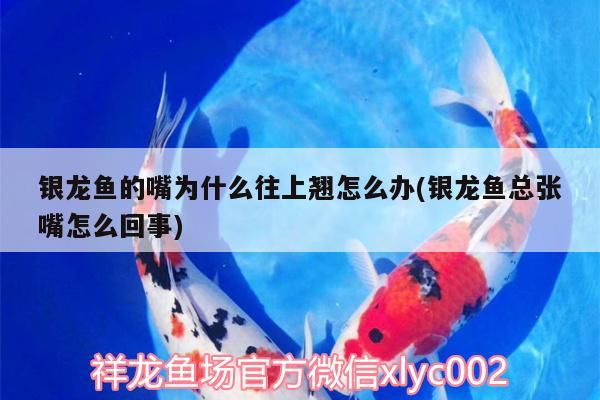 銀龍魚的嘴為什么往上翹怎么辦(銀龍魚總張嘴怎么回事)