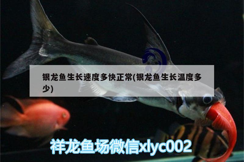 銀龍魚生長(zhǎng)速度多快正常(銀龍魚生長(zhǎng)溫度多少)