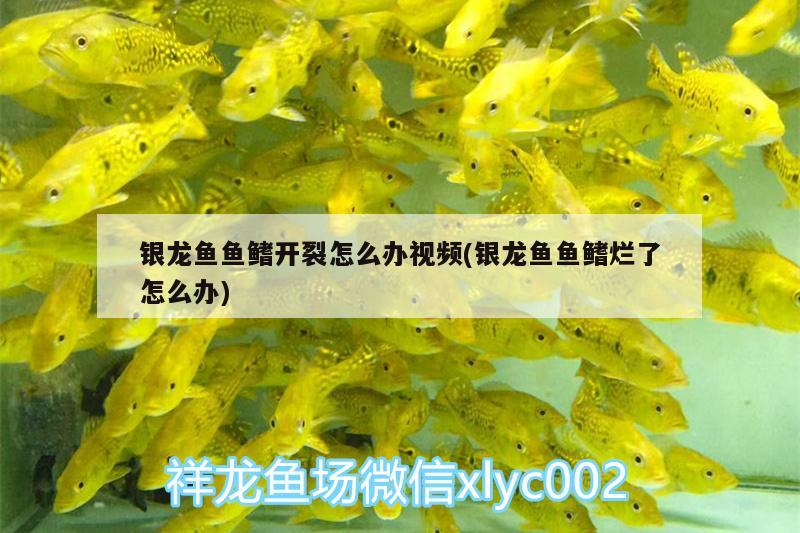 銀龍魚魚鰭開裂怎么辦視頻(銀龍魚魚鰭爛了怎么辦)