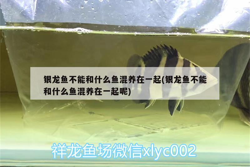 銀龍魚不能和什么魚混養(yǎng)在一起(銀龍魚不能和什么魚混養(yǎng)在一起呢) 銀龍魚百科