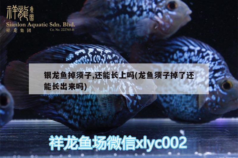 銀龍魚掉須子,還能長上嗎(龍魚須子掉了還能長出來嗎)