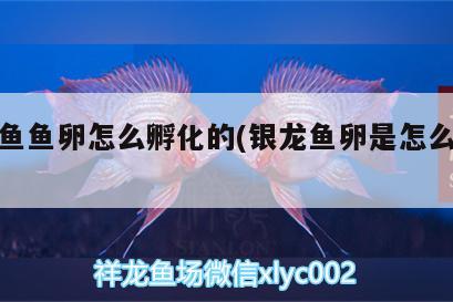 銀龍魚(yú)魚(yú)卵怎么孵化的(銀龍魚(yú)卵是怎么受精)