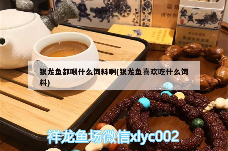 銀龍魚都喂什么飼料啊(銀龍魚喜歡吃什么飼料) 銀龍魚