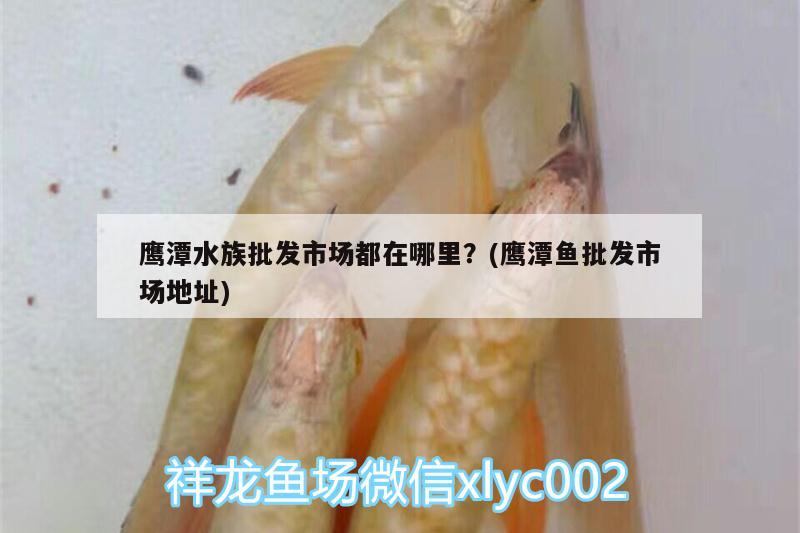 鷹潭水族批發(fā)市場(chǎng)都在哪里？(鷹潭魚批發(fā)市場(chǎng)地址)