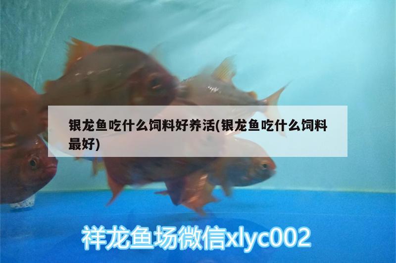 銀龍魚吃什么飼料好養(yǎng)活(銀龍魚吃什么飼料最好) 銀龍魚