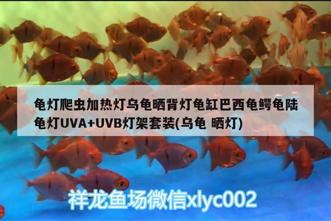 龜燈爬蟲加熱燈烏龜曬背燈龜缸巴西龜鱷龜陸龜燈UVA+UVB燈架套裝(烏龜曬燈) 烏龜