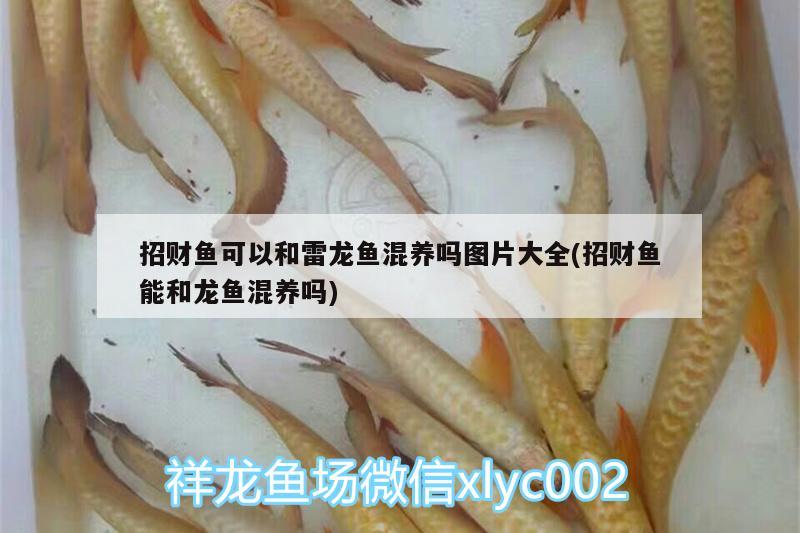 招財魚可以和雷龍魚混養(yǎng)嗎圖片大全(招財魚能和龍魚混養(yǎng)嗎) 杰西卡恐龍魚