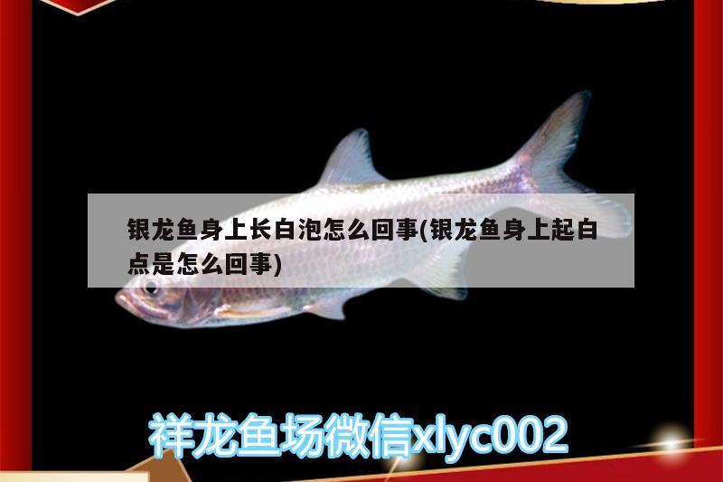 銀龍魚身上長白泡怎么回事(銀龍魚身上起白點是怎么回事)